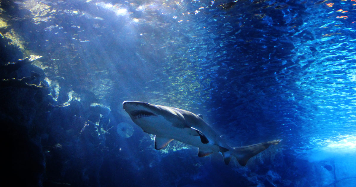 Newport Aquarium in Newport, KY