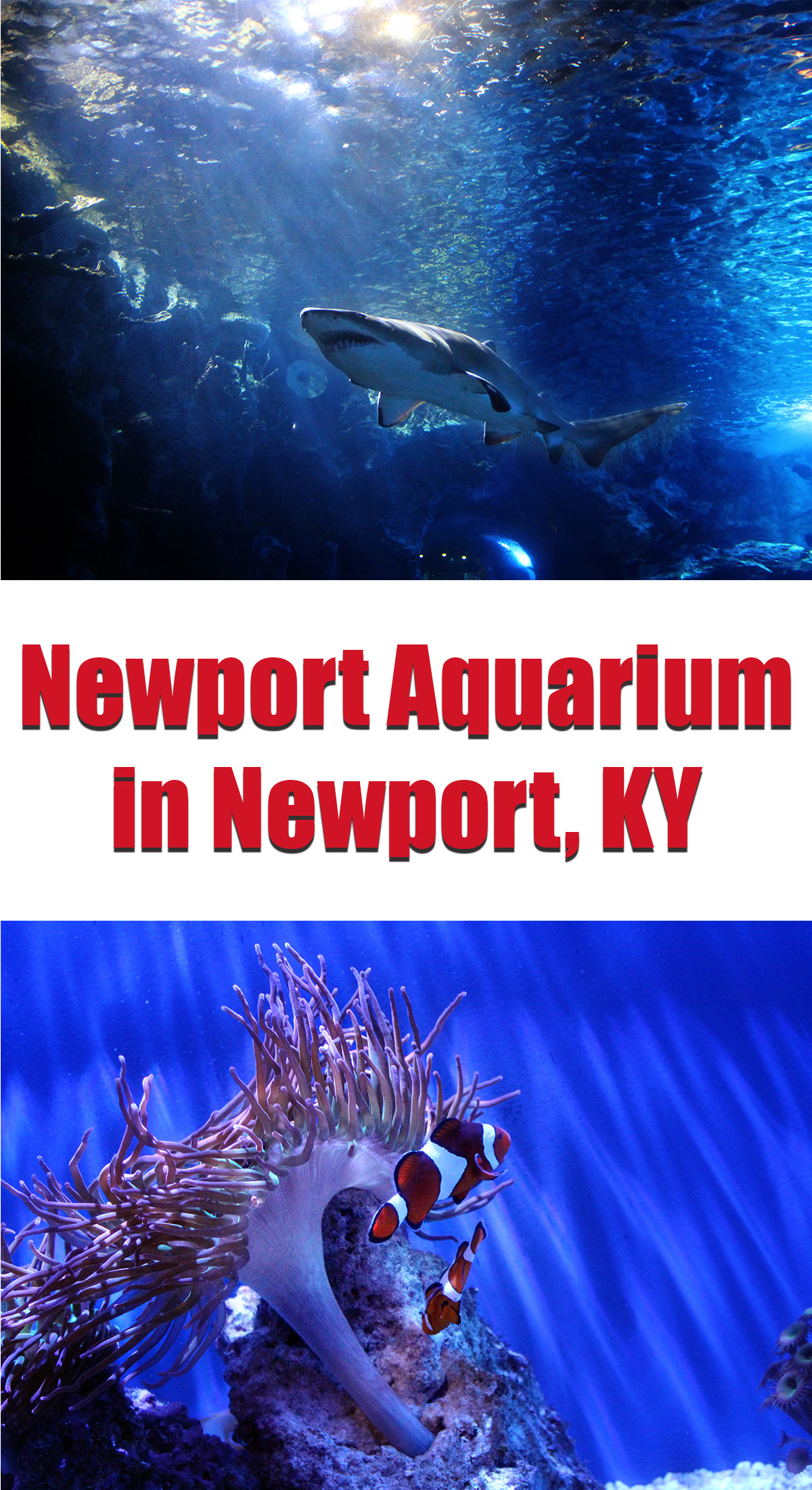 Newport Aquarium in Newport, KY
