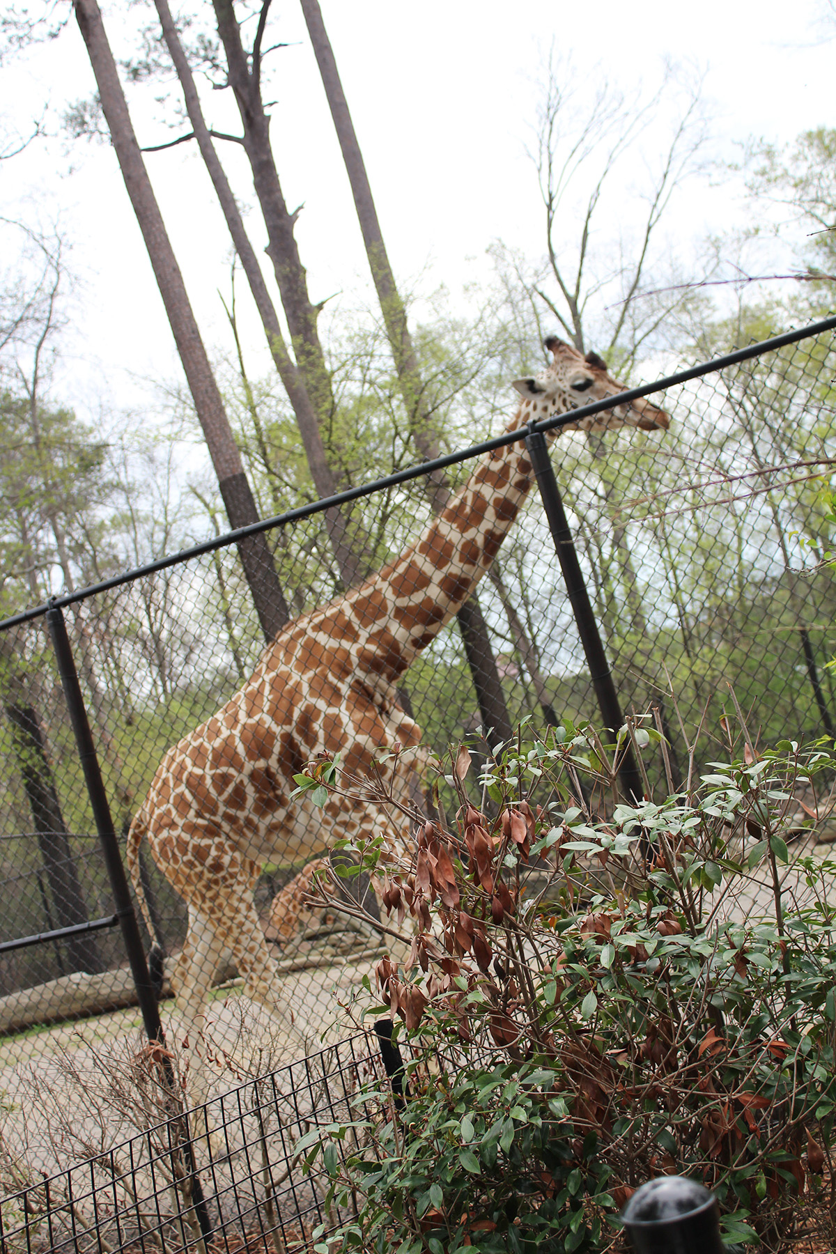The Birmingham Zoo in Birmingham, Alabama with Kids