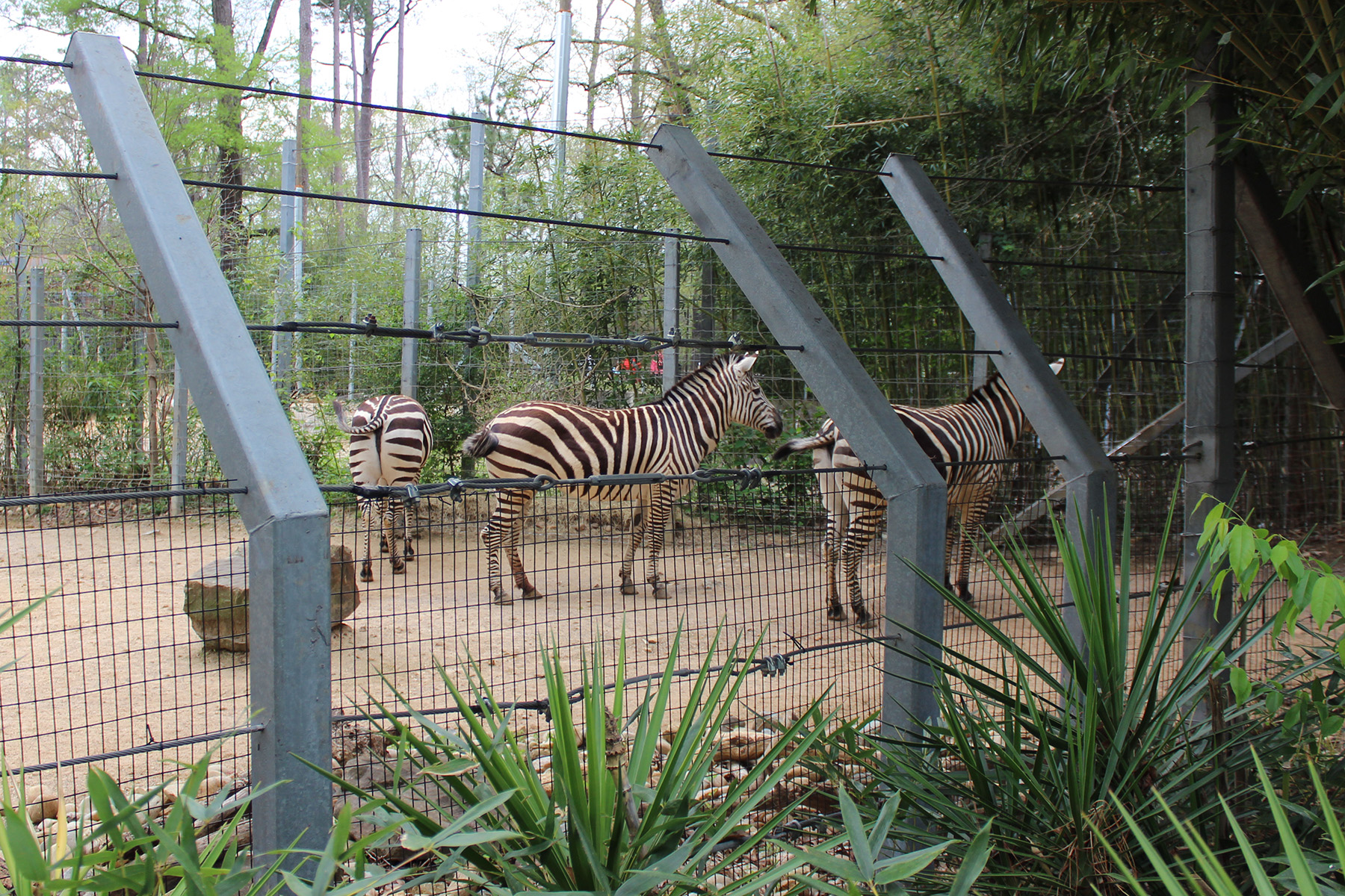 The Birmingham Zoo in Birmingham, Alabama with Kids