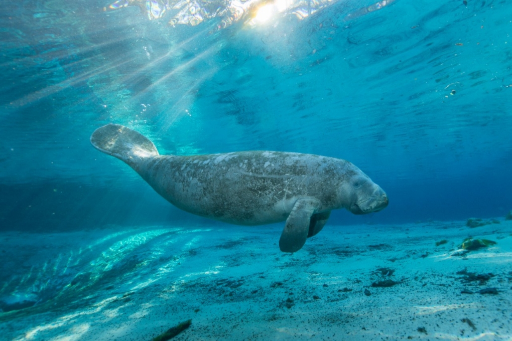 3 Places To See Or Swim With Manatees In Florida, USA