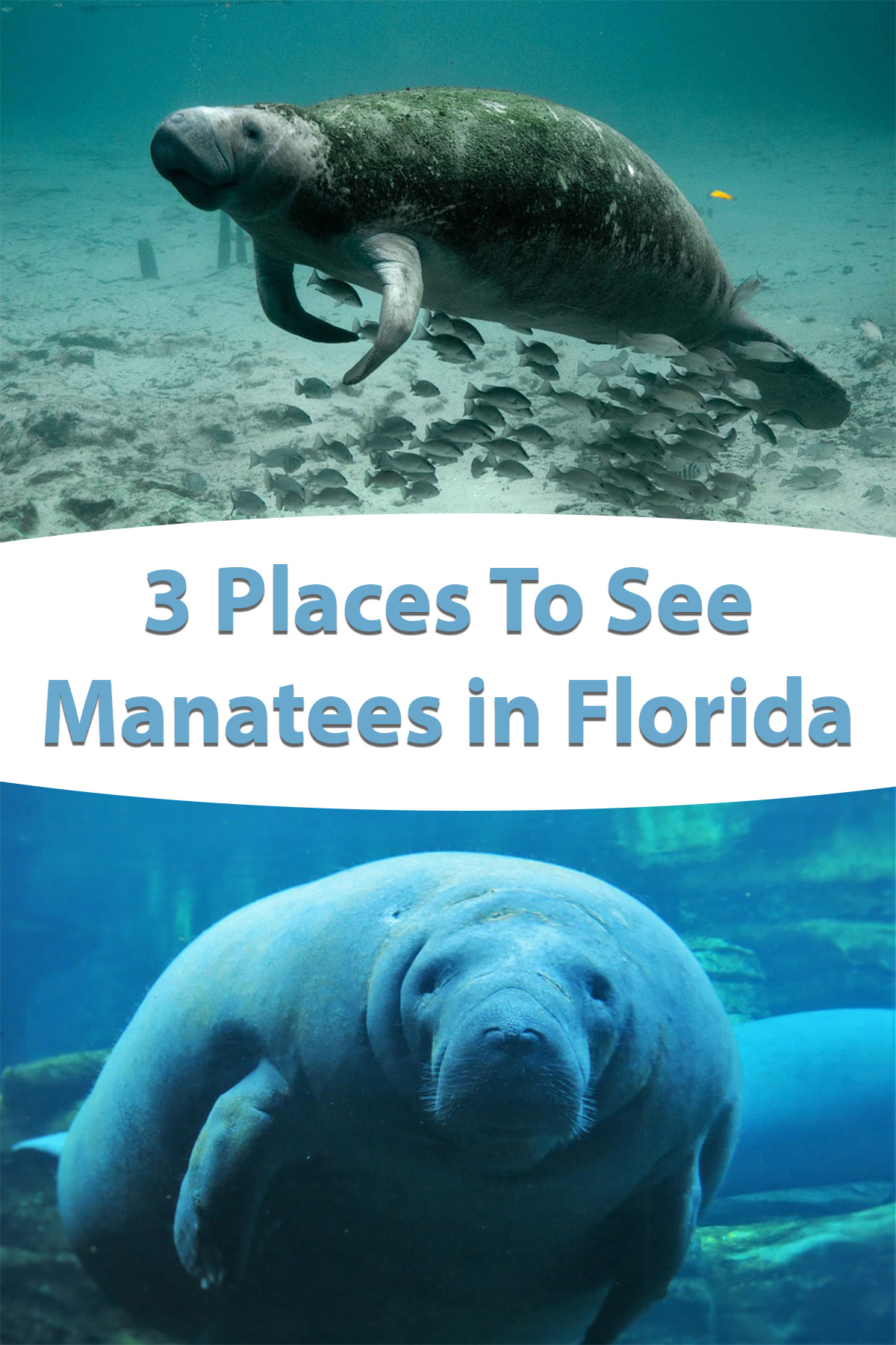 3 Places To See Manatees In Florida - Have-kids-will-travel.com